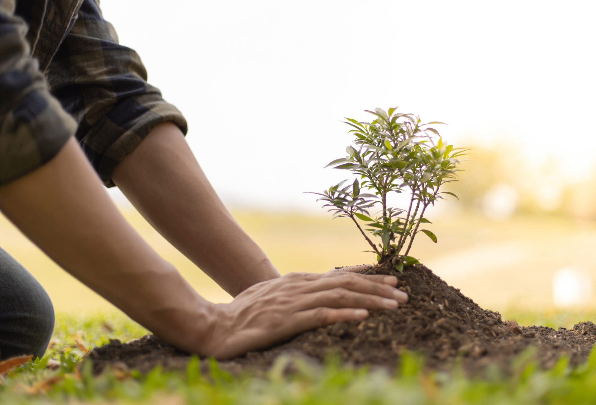 Person planting a young tree in soil